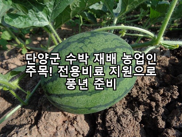 단양군 수박 재배 농업인 주목! 전용비료 지원으로 풍년 준비